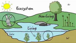 Ecosytem 1