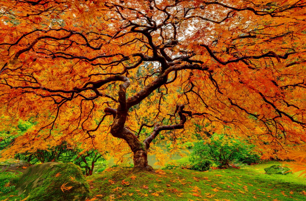 autumn foliage tree photo l