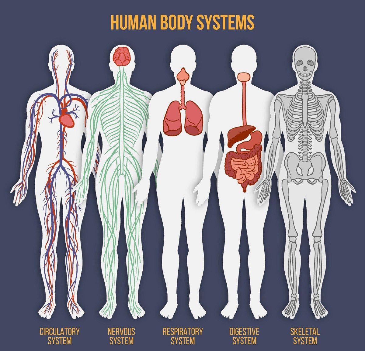 Human body systems