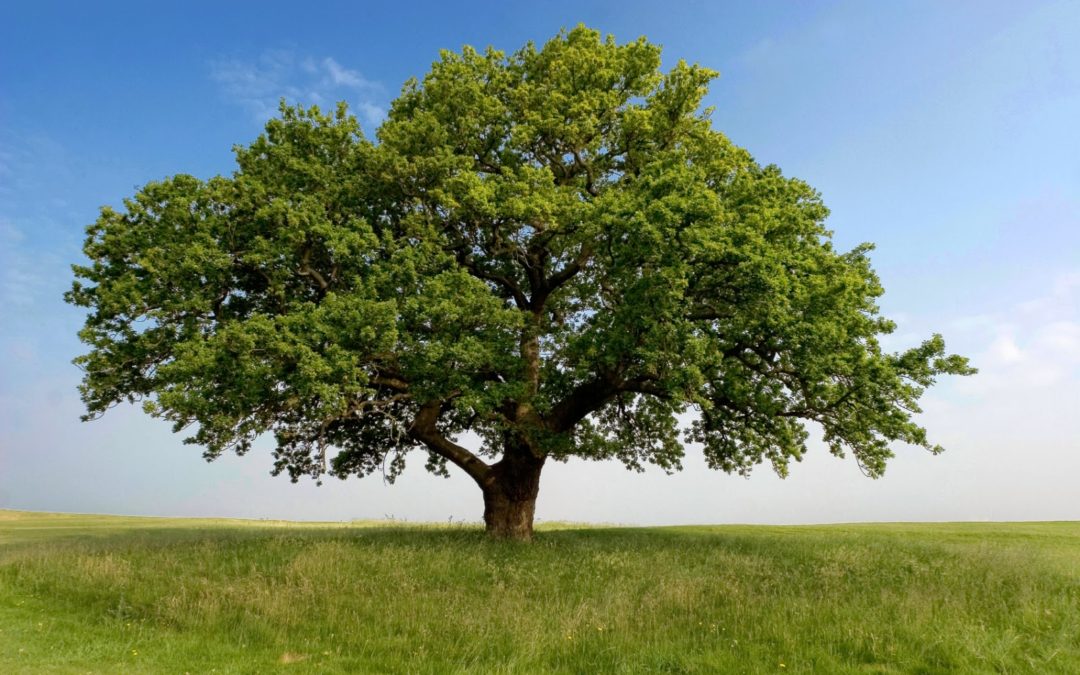 Trees are our Best Friends