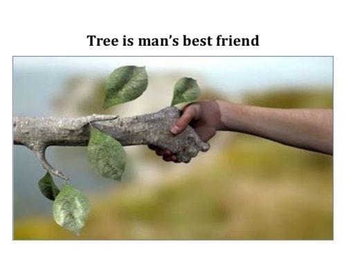 essay on trees our best friend for class 3