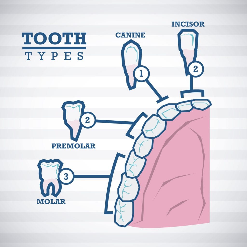 Type of teeth