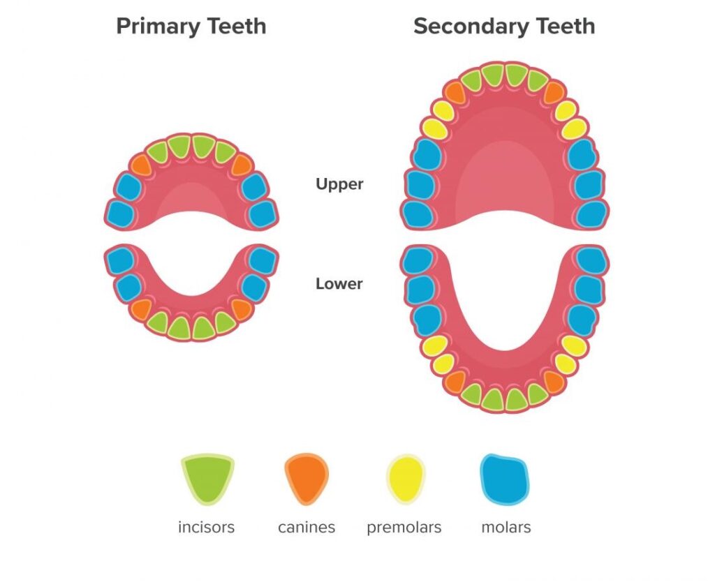 an infographic of teeth 1