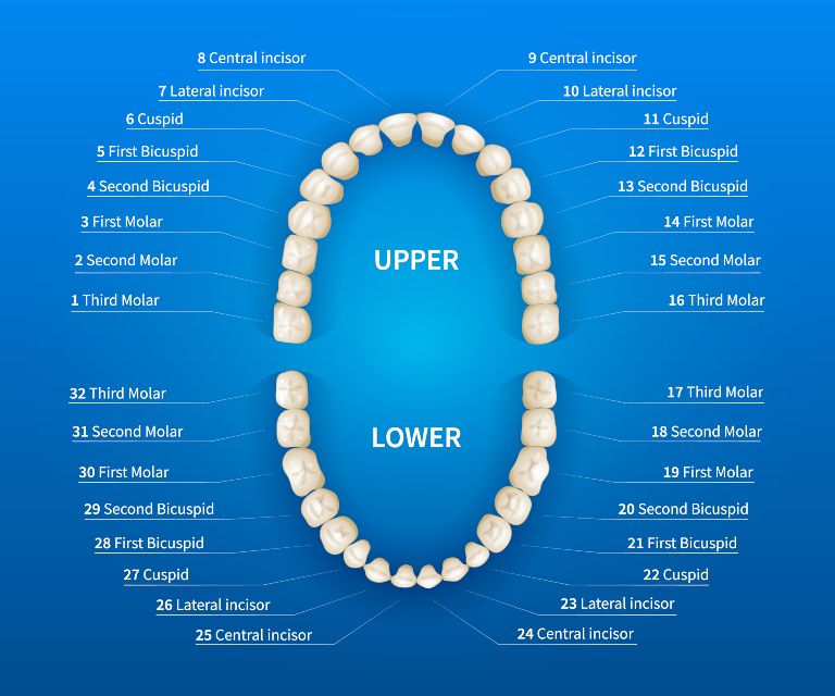 how many teeth do humans have