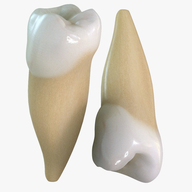 premolar