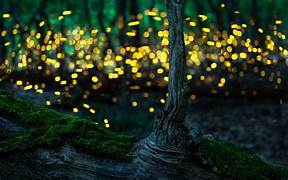 fireflies