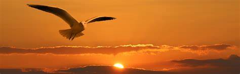 flying bird 2