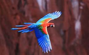 flying bird