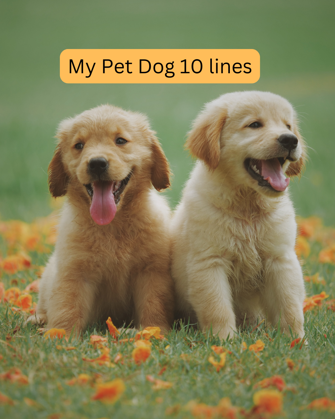 My Pet Dog 10 lines